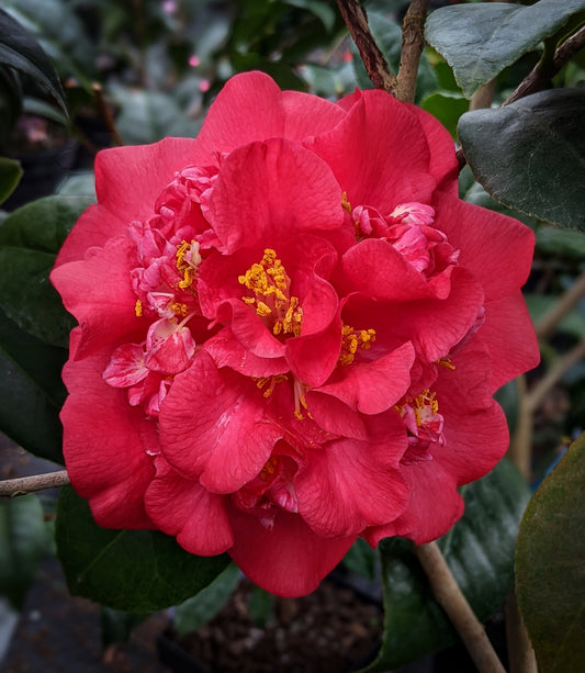 Camellia x 'Red Fellow'