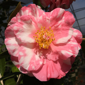 Camellia japonica 'Rena Swick Var'