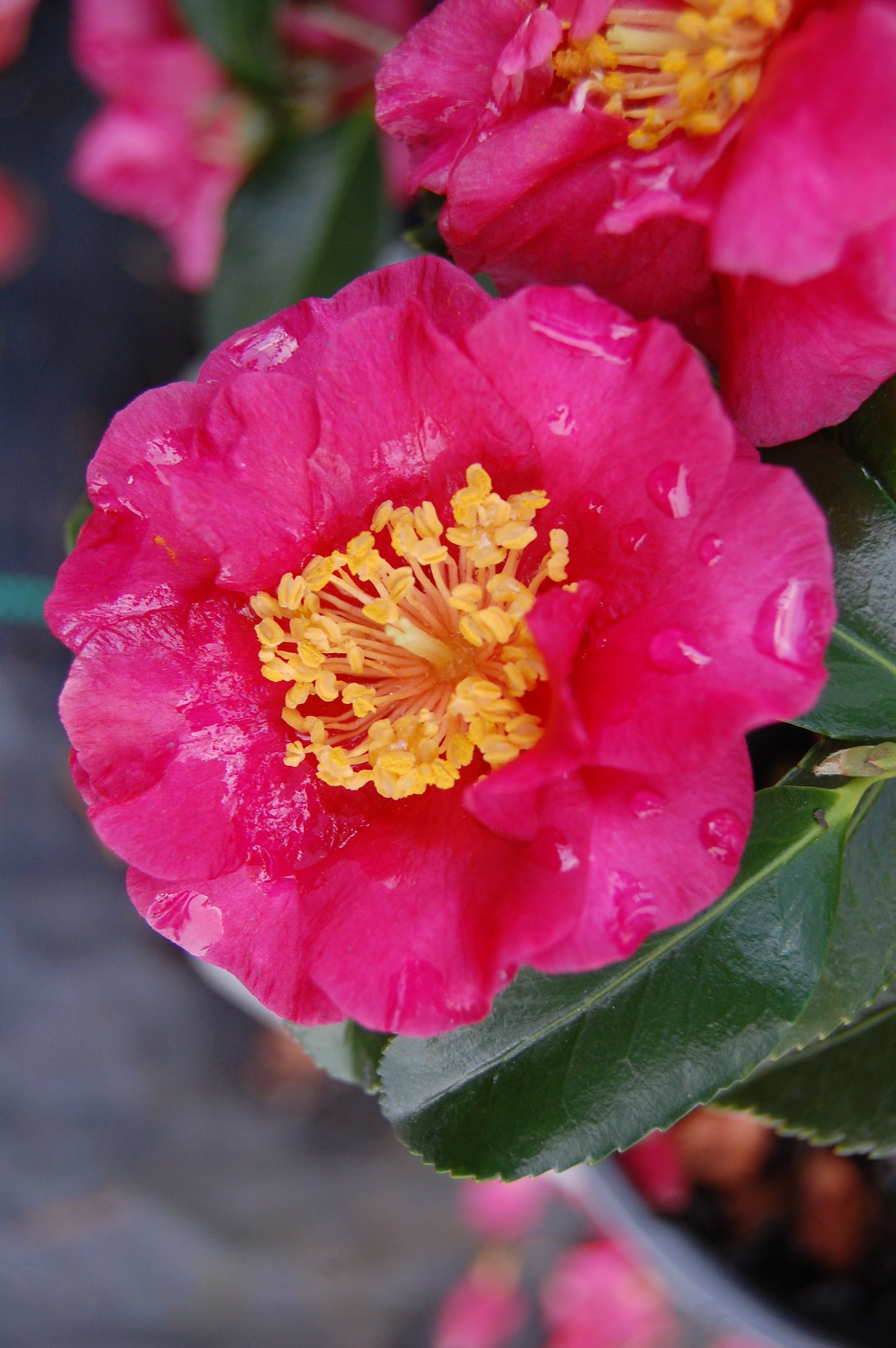 Camellia sasanqua 'Reverend Ida'