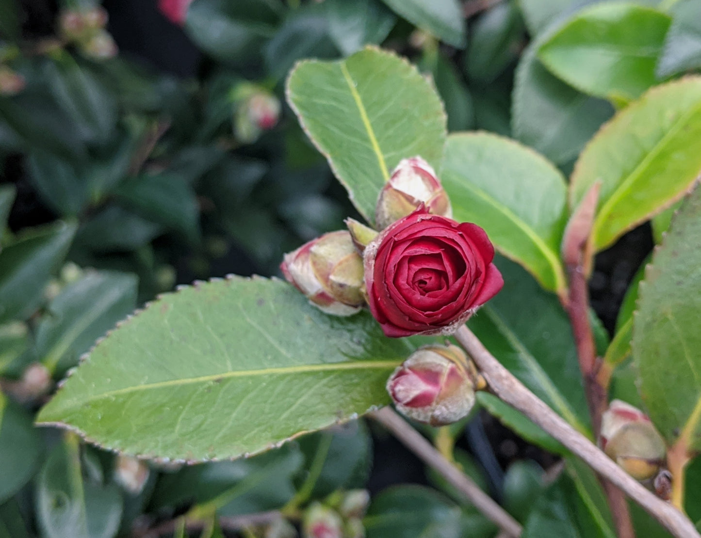 Camellia sasanqua 'Reverend Ida'