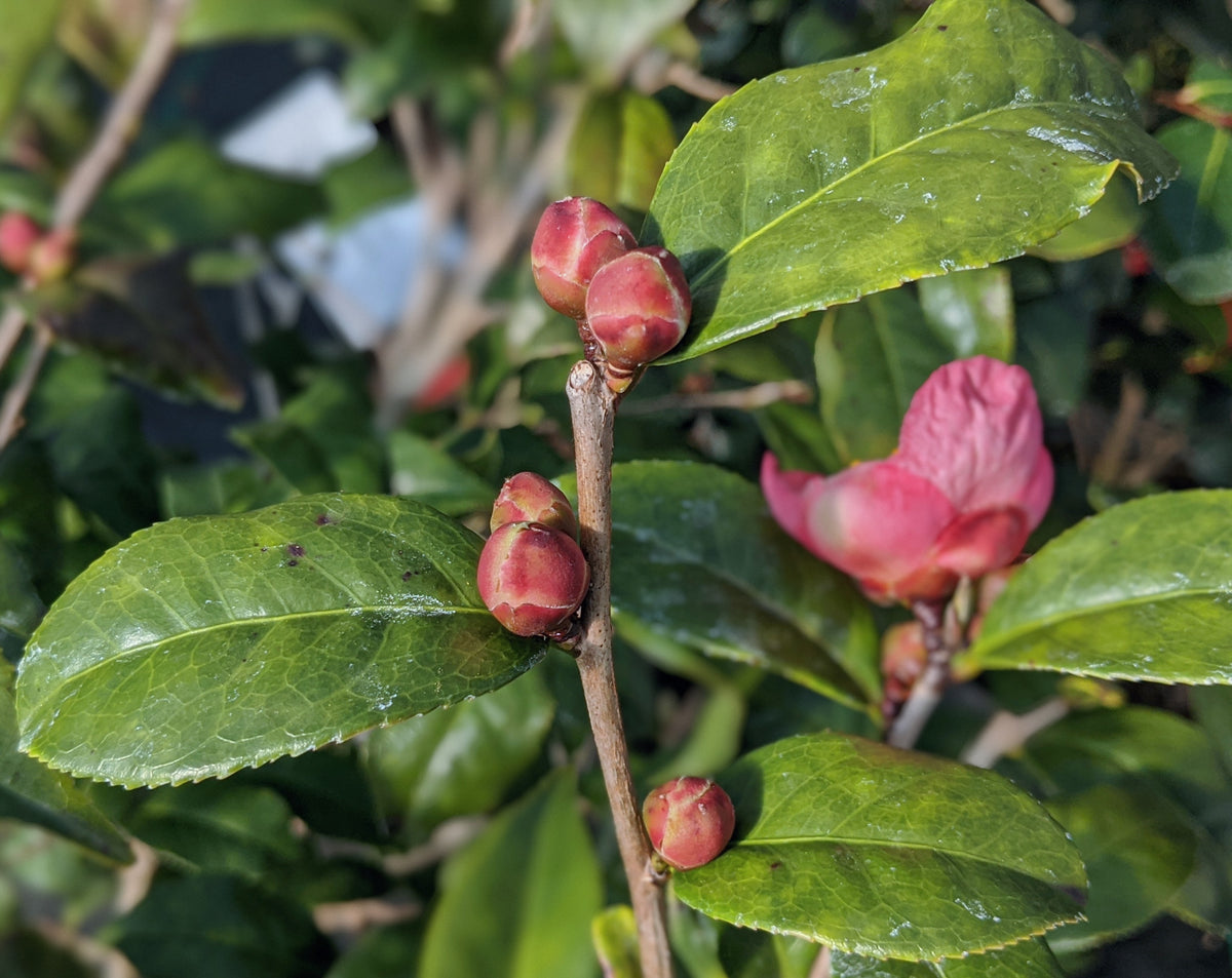 Camellia 'Robiraki'