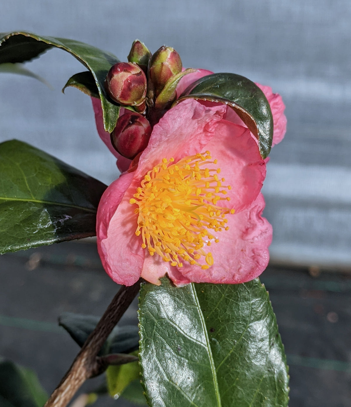 Camellia 'Robiraki'