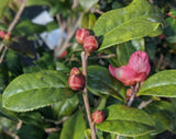 Camellia x 'Robiraki'