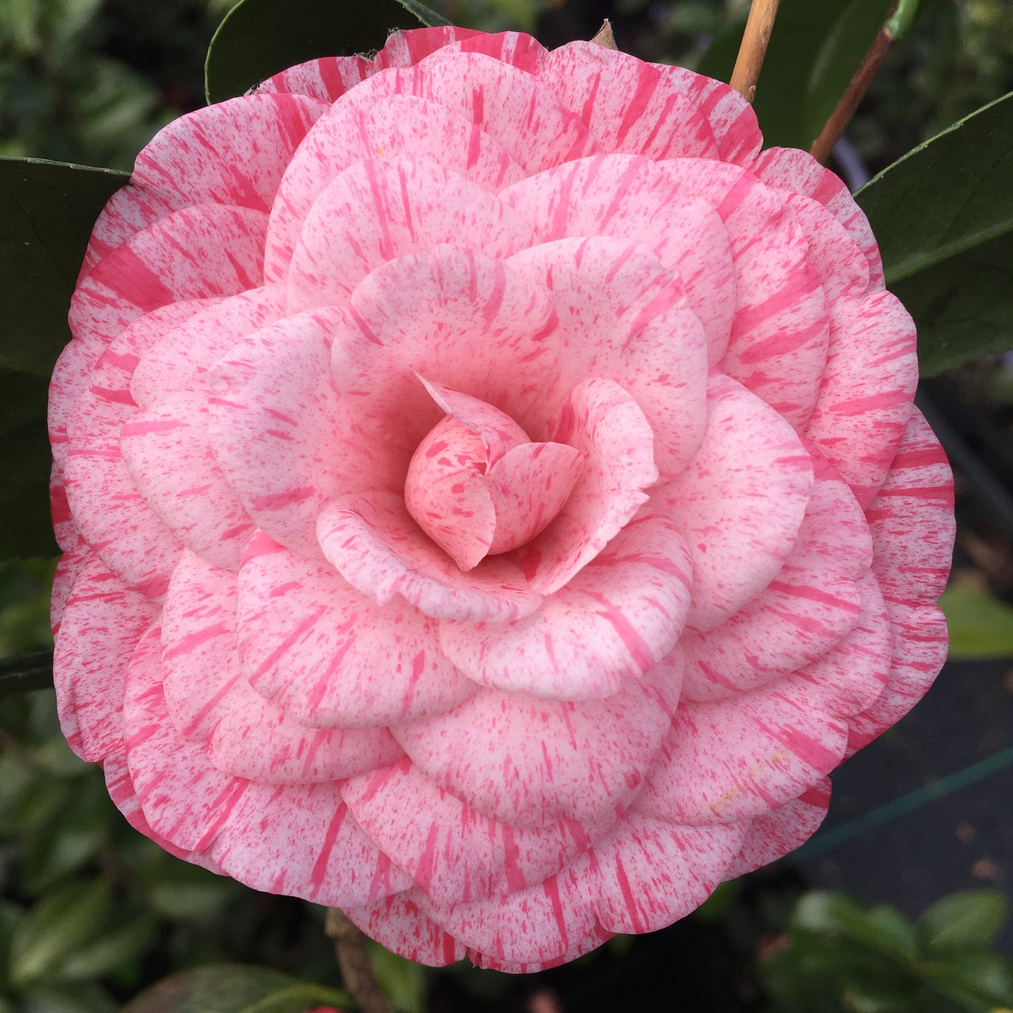 Camellia japonica 'Roma Risorta'