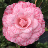 Camellia japonica 'Roma Risorta'