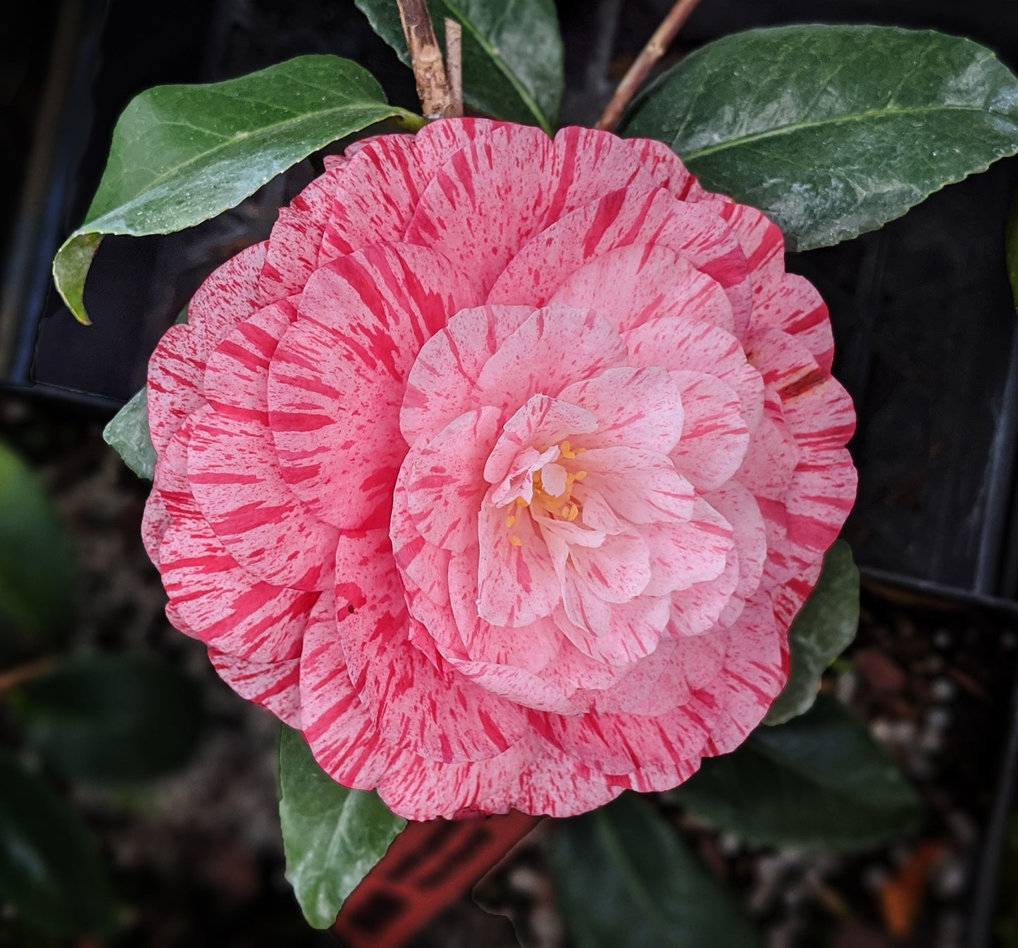 Camellia japonica 'Roma Risorta'