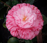 Camellia japonica 'Roma Risorta'
