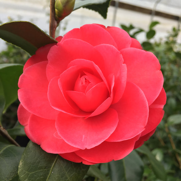 Camellia japonica 'Romany'