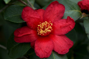 Camellia x vernalis 'Ryuko'
