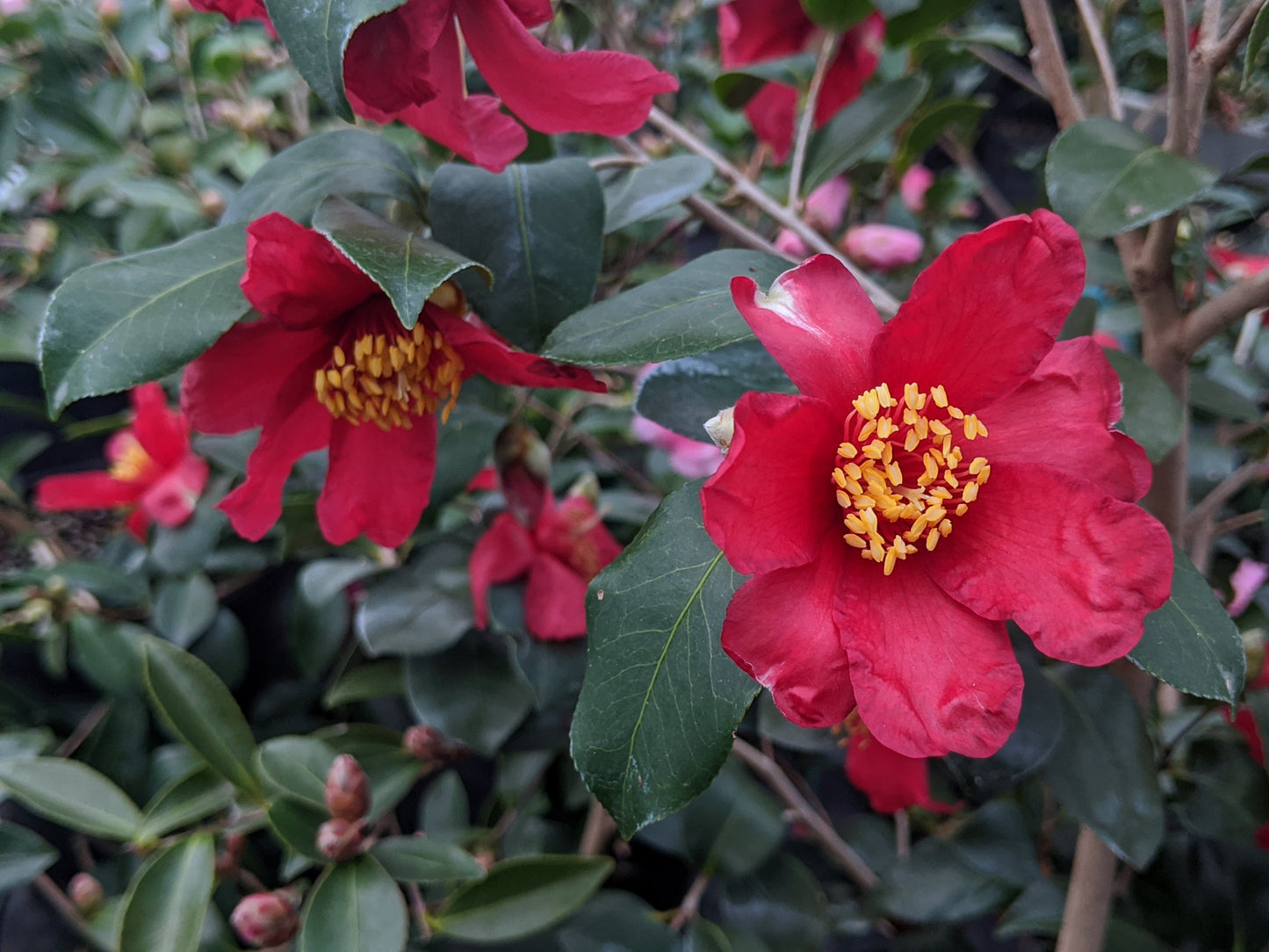 Camellia x vernalis 'Ryuko'