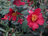 Camellia x vernalis 'Ryuko'