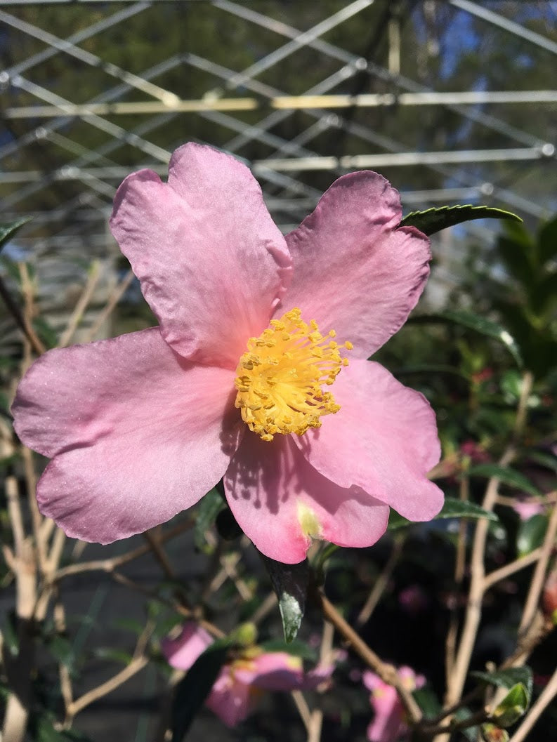 Camellia sasanqua 'Weeping'