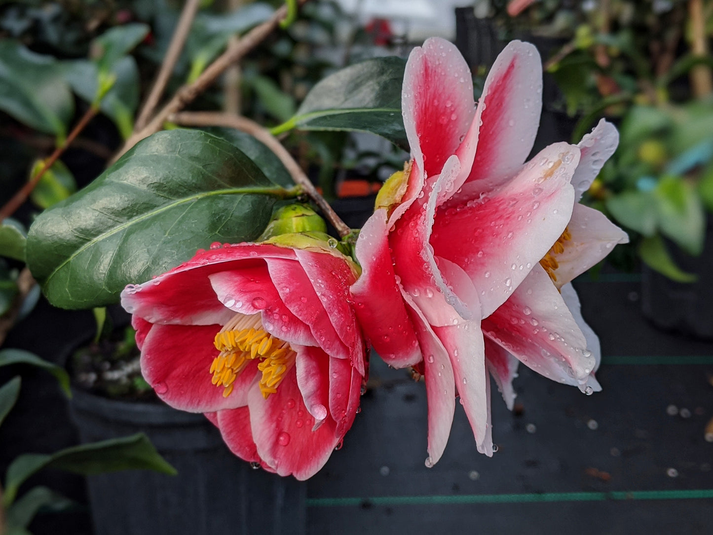 Camellia japonica 'Sadaharu Oh'