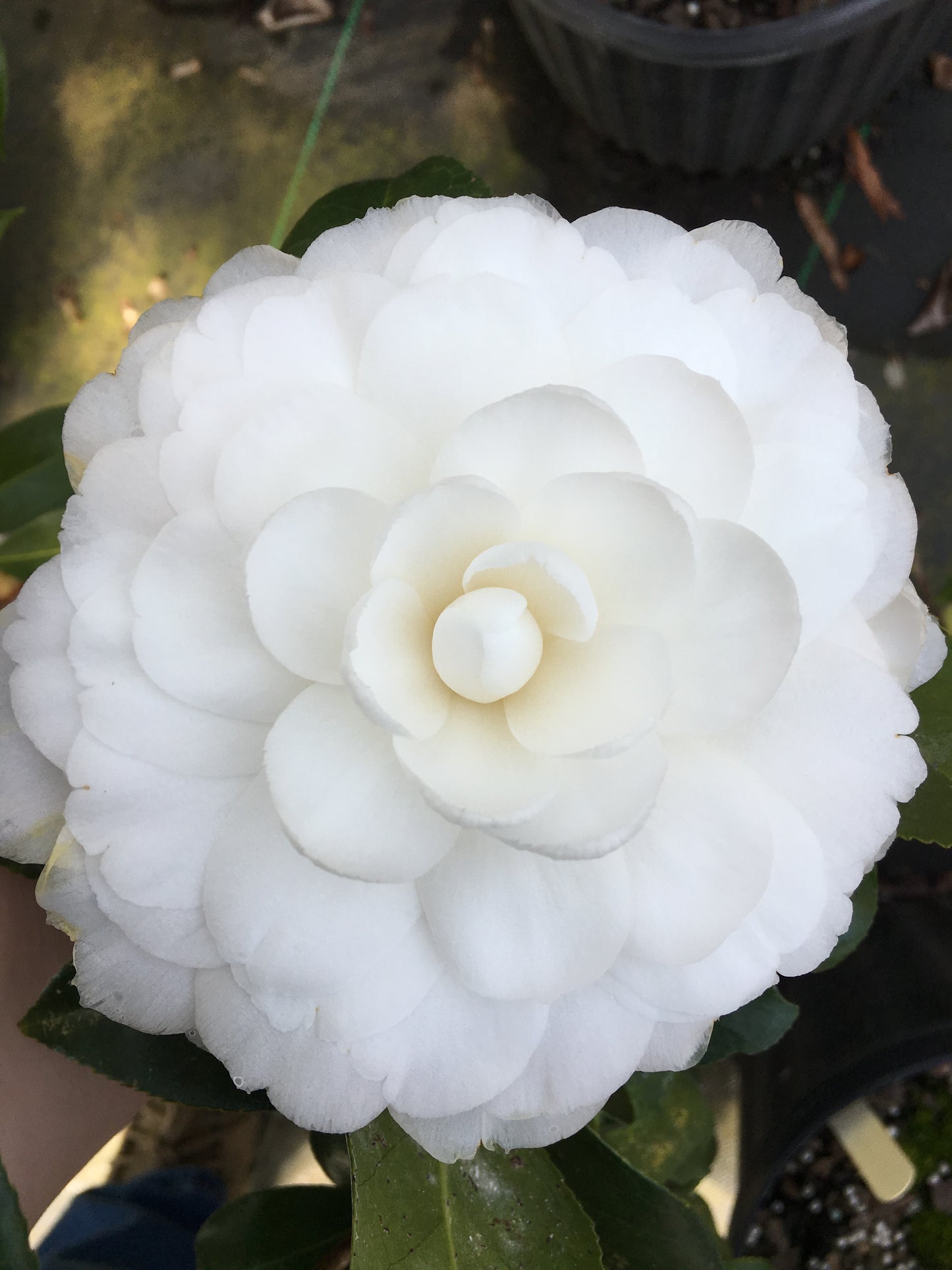 Camellia japonica 'Satsuma'