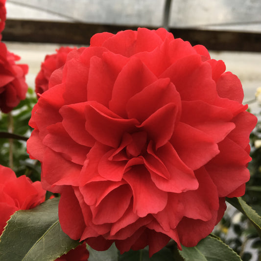 Camellia japonica 'Satsuma-kurenai'