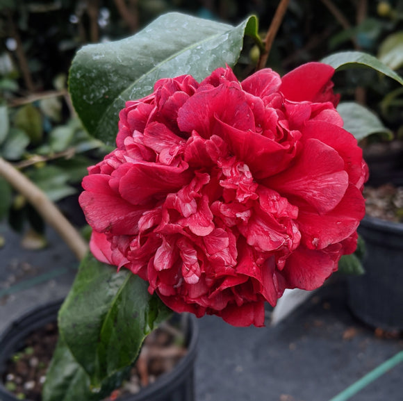 Camellia japonica 'Sawada's Mahogany'
