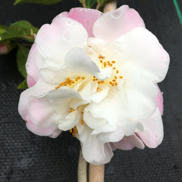 Camellia x 'Scentuous'