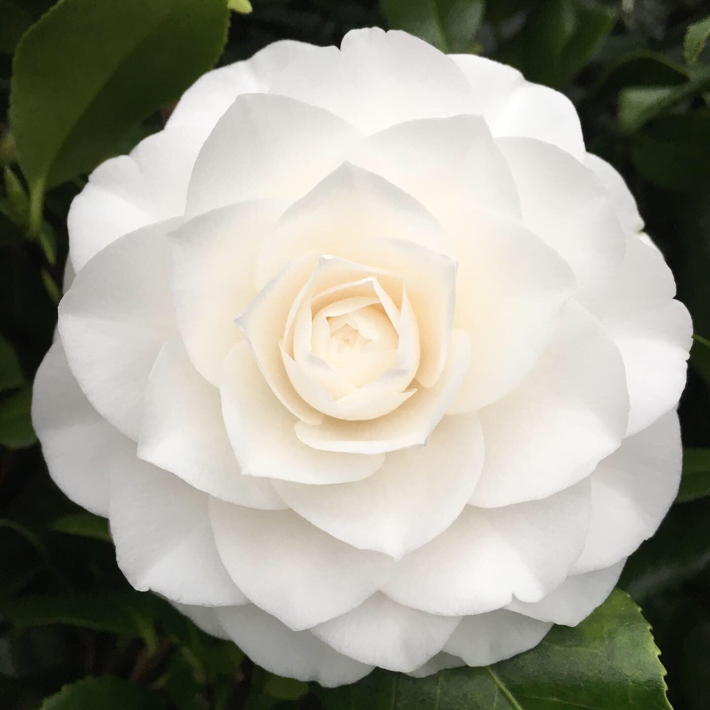 Camellia japonica 'Sea Foam'