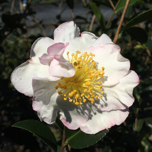 Camellia sasanqua 'Setsugekka'