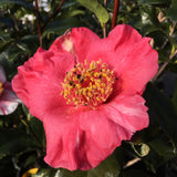 Camellia japonica 'Shibori-kingyo(-tsubaki)'