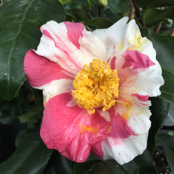 Camellia japonica 'Shibori-kingyo-tsubaki'