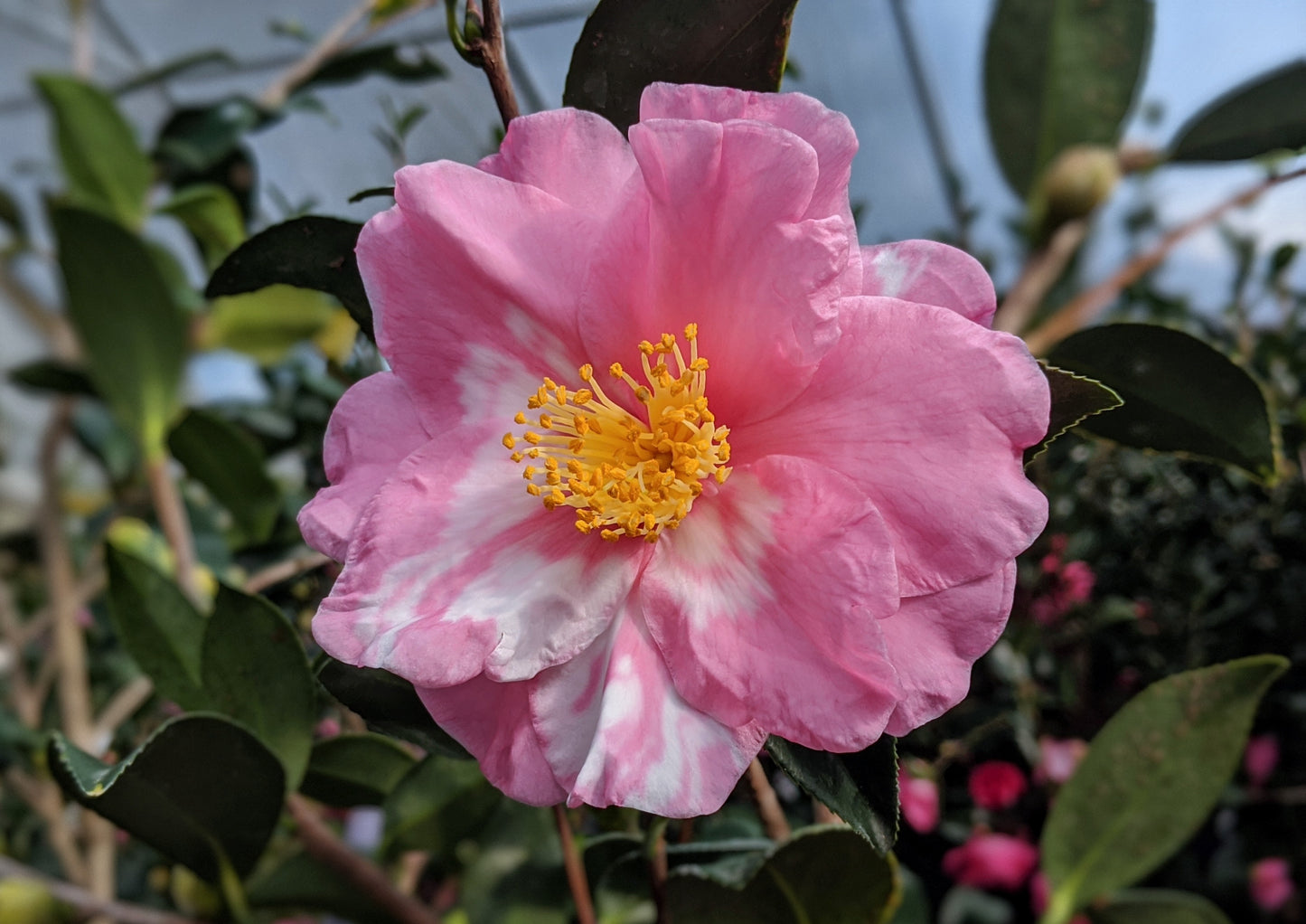 Camellia x 'Shibori-egao'