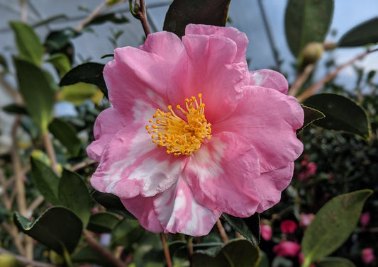 Camellia x 'Shibori-egao'