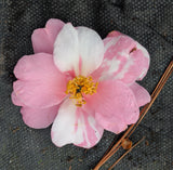 Camellia x 'Shibori-egao'