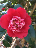 Camellia japonica 'Shikibu'