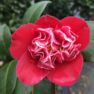 Camellia japonica 'Shikibu'
