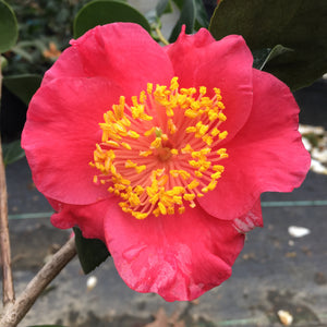 Camellia japonica 'Shiranui'