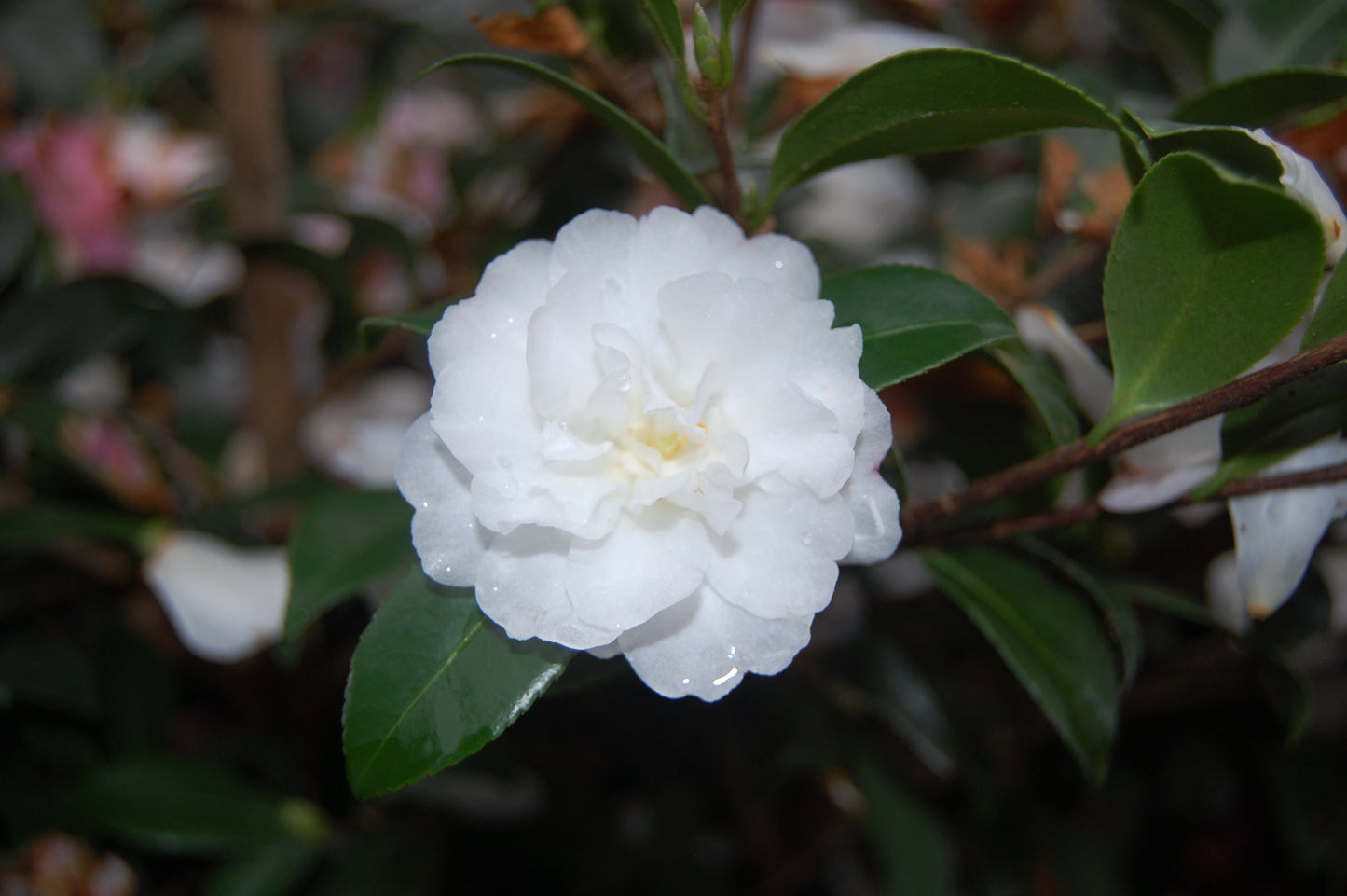 Camellia sasanqua 'Shiro Shishi'