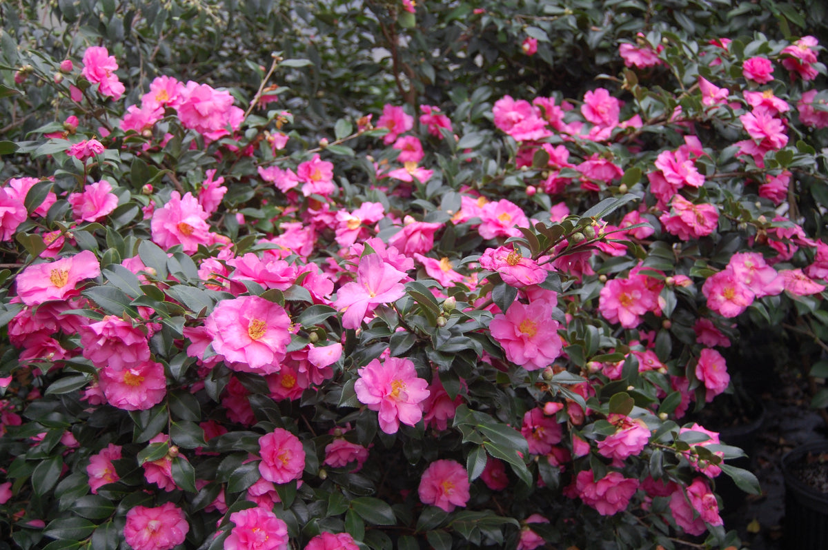 Camellia sasanqua 'Shishigashira'