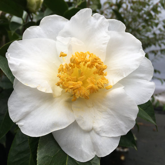 Camellia japonica 'Silver Waves'