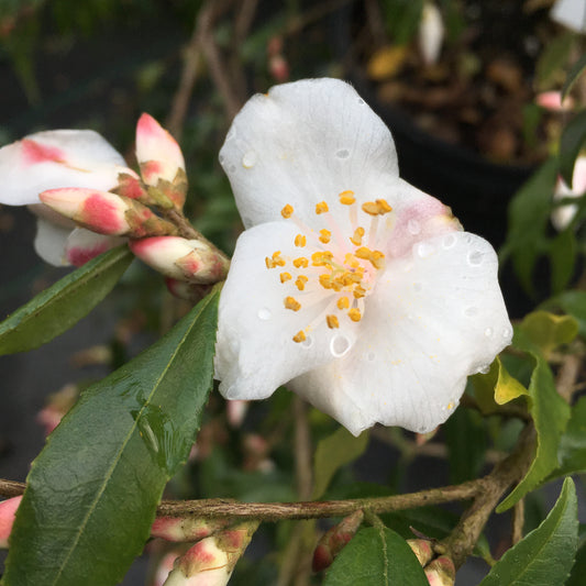 Camellia handelii 'Snow Bells'