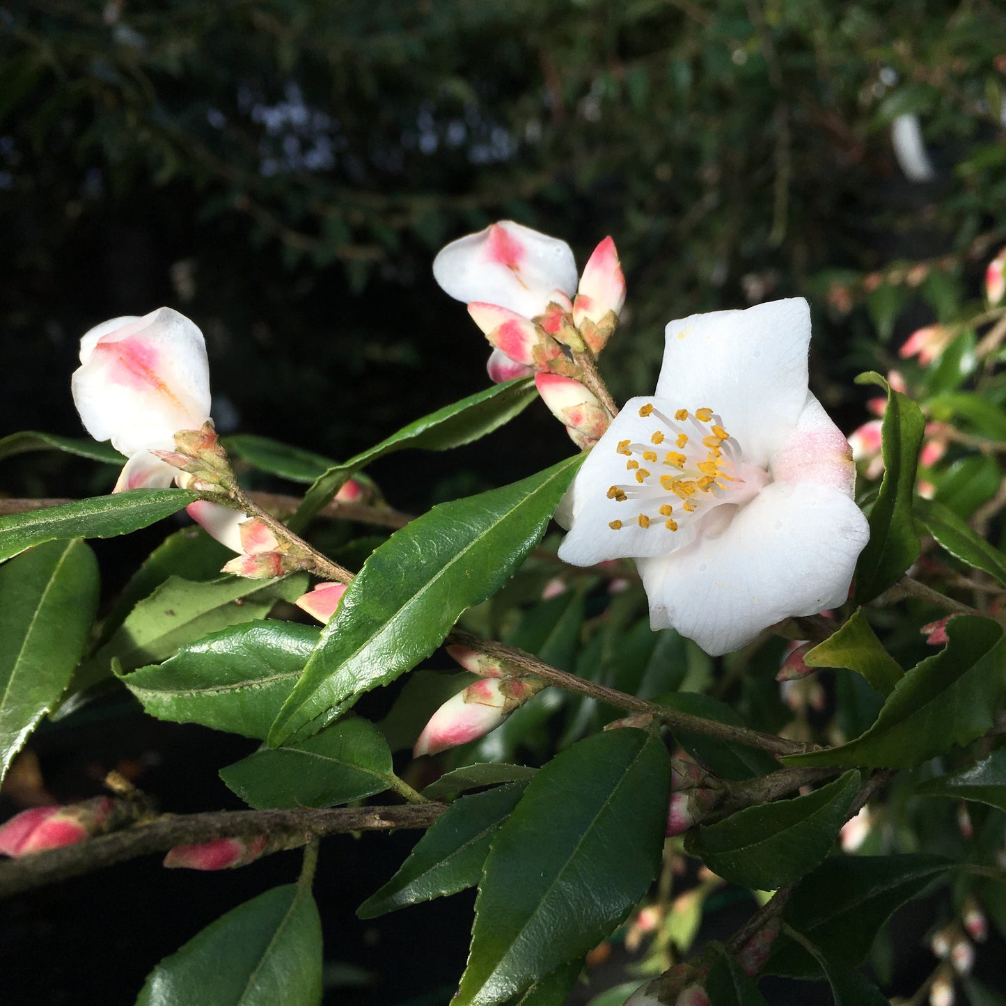 Camellia handelii 'Snow Bells'