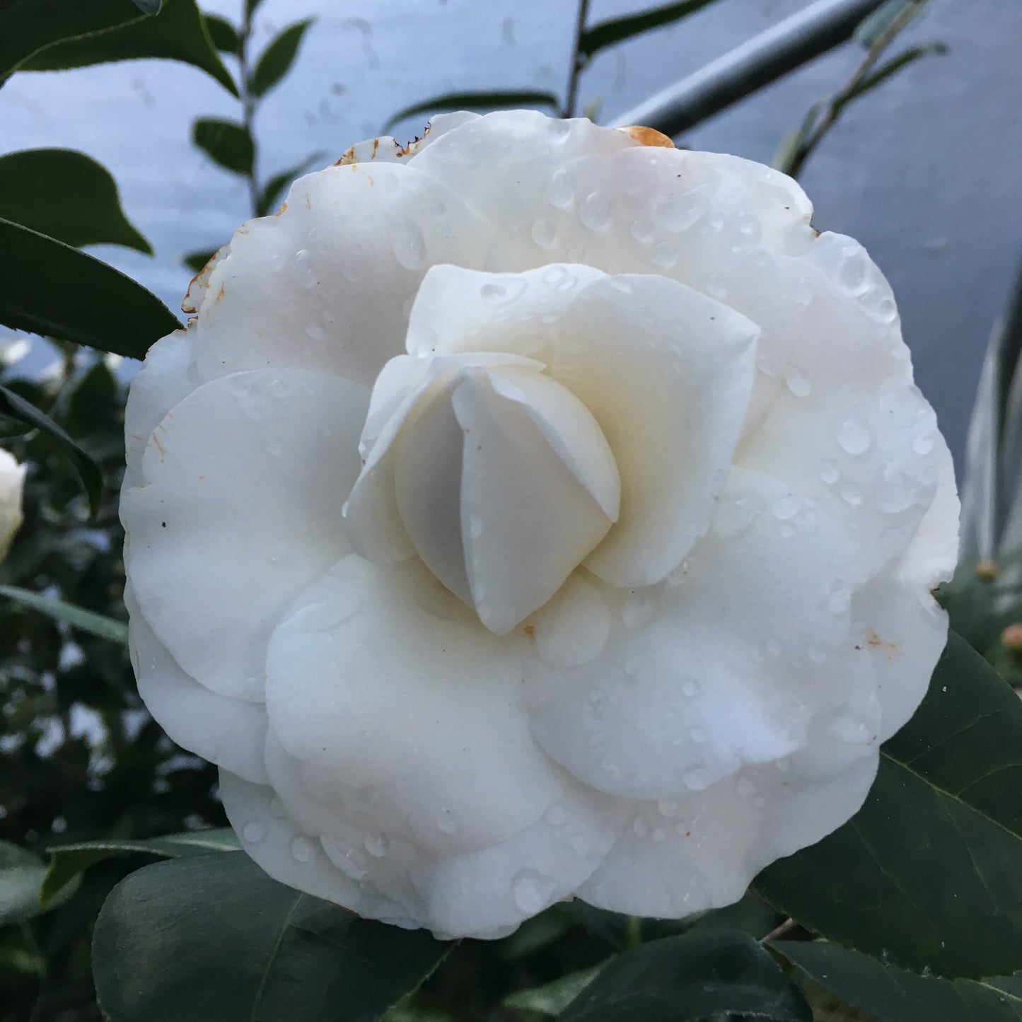 Camellia japonica 'Snow Swirl'