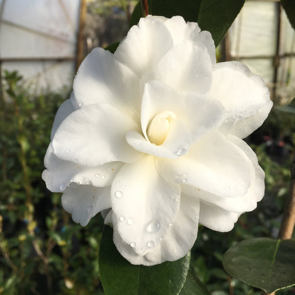 Camellia japonica 'Snow Swirl'