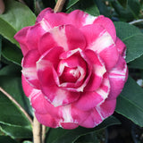 Camellia japonica 'Solomon's Best Dwarf'