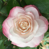 Camellia japonica 'Something Beautiful'