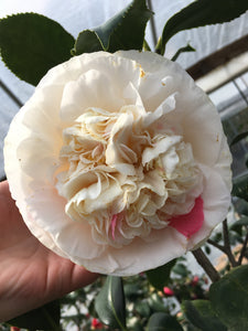 Camellia japonica 'Splash of Pink'