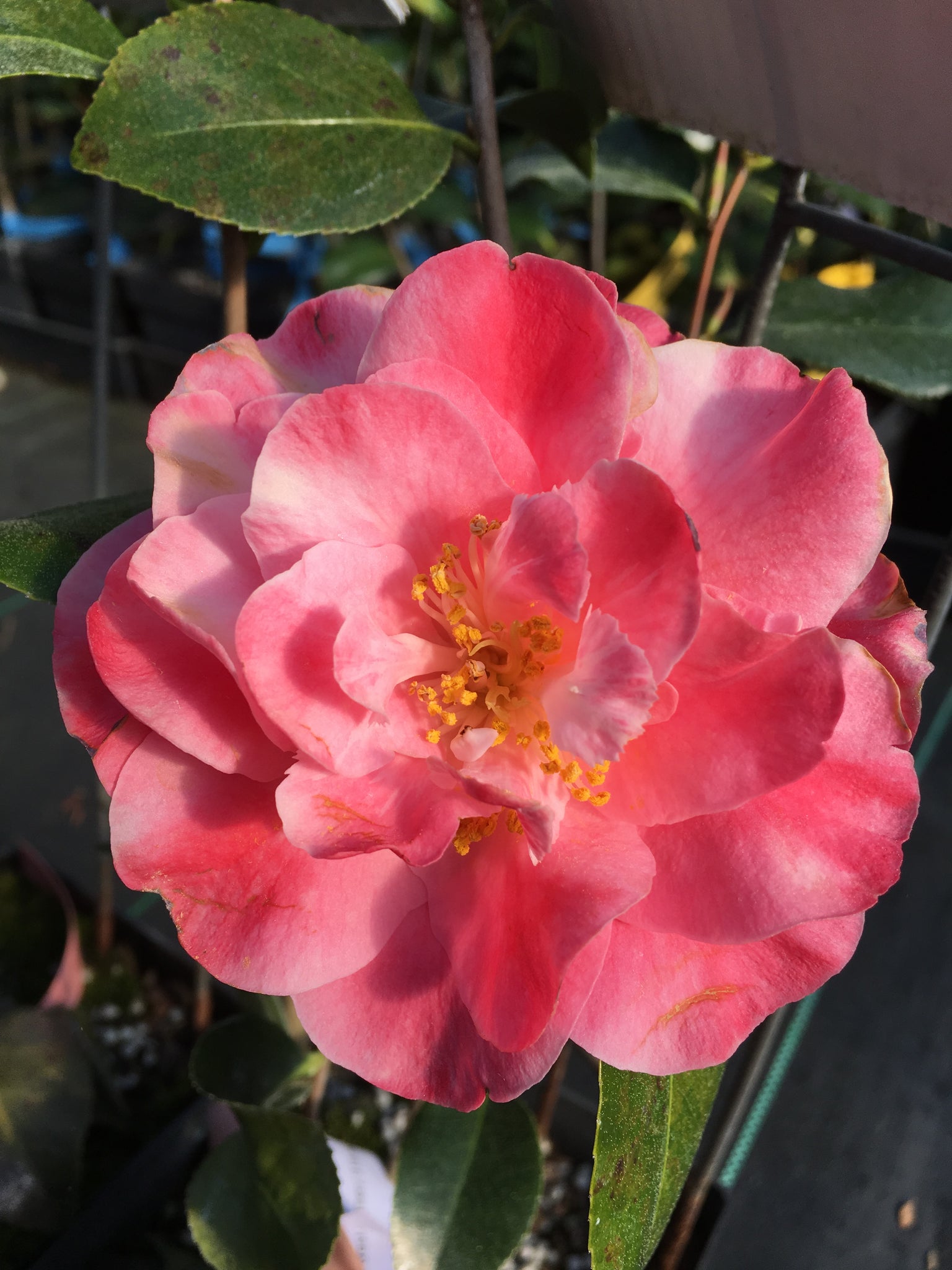 Camellia x williamsii 'Spring Daze'
