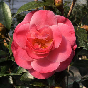 Camellia x williamsii 'Spring Daze'