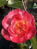 Camellia x williamsii 'Spring Daze'
