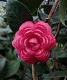 Camellia japonica 'Stellar Sunrise'