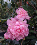 Camellia sasanqua 'Susy Dirr'