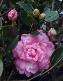 Camellia sasanqua 'Susy Dirr'