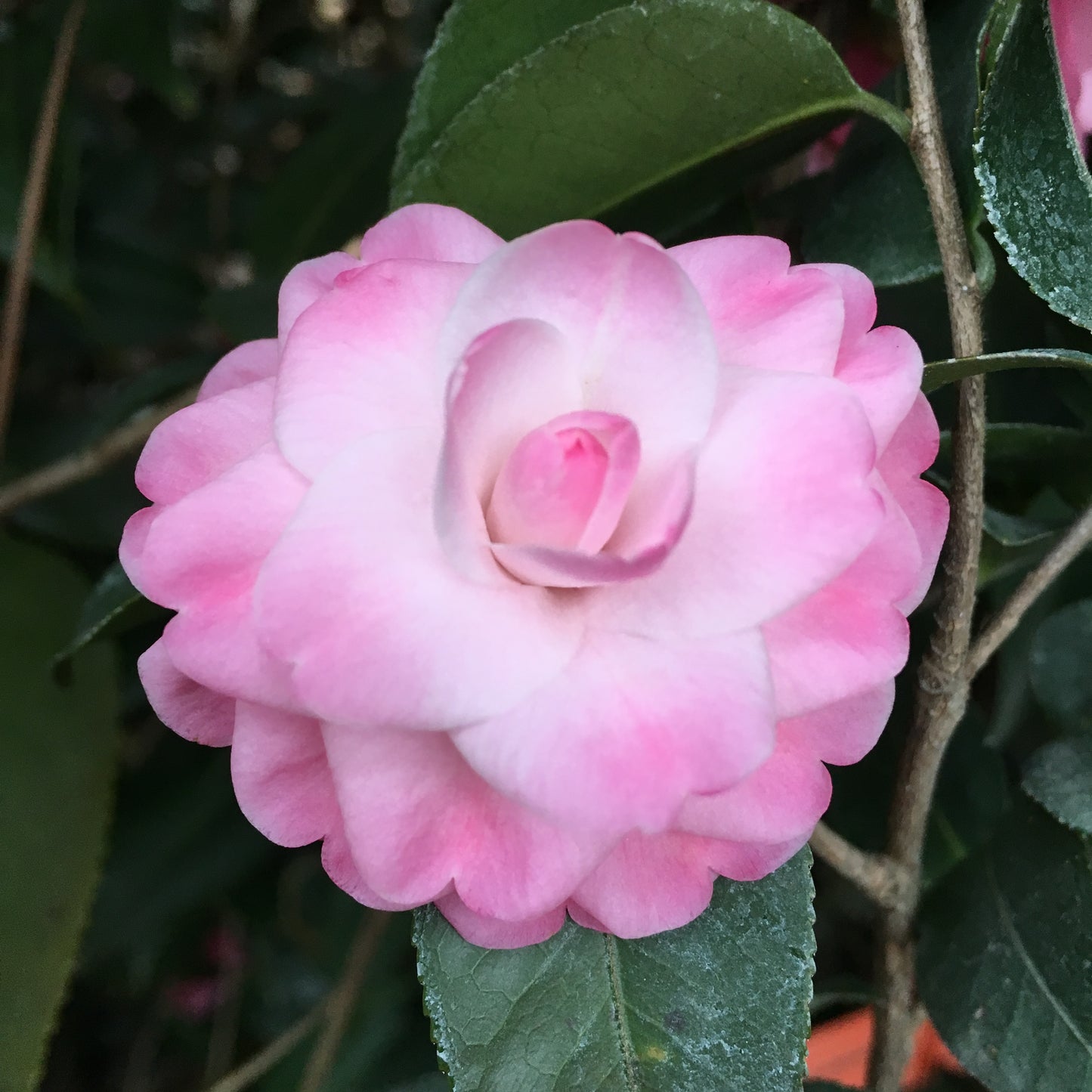 Camellia x 'Sweet Jane'