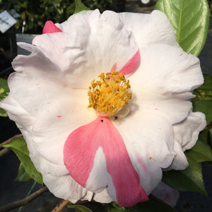 Camellia japonica 'Sweetie Pie Variegated'