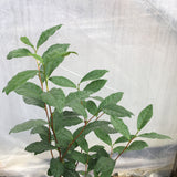 Camellia sinensis var sinensis "Taiwan" Seedlings